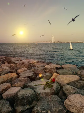 迪拜，阿拉伯联合酋长国，美丽的阿拉伯塔，鸟，船，岩石，玫瑰