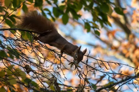 松鼠，吃，爬，可爱，啮齿动物，藏鼠，甜，厚脸皮