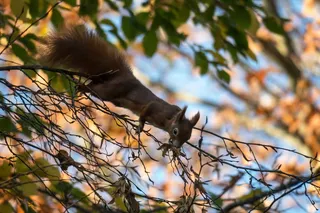 松鼠，吃，爬，可爱，啮齿动物，藏鼠，甜，厚脸皮