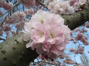 樱花，日本樱花，山樱花，樱花，东亚樱花，花序，花朵，大樱桃