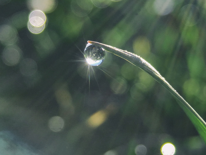 露水、绿色、线状、叶状、植物、水、水滴、叶子