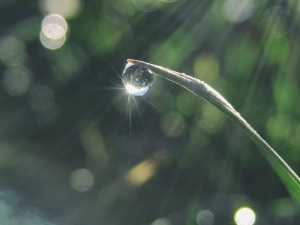 露水、绿色、线状、叶状、植物、水、水滴、叶子