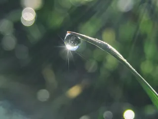 露水、绿色、线状、叶状、植物、水、水滴、叶子