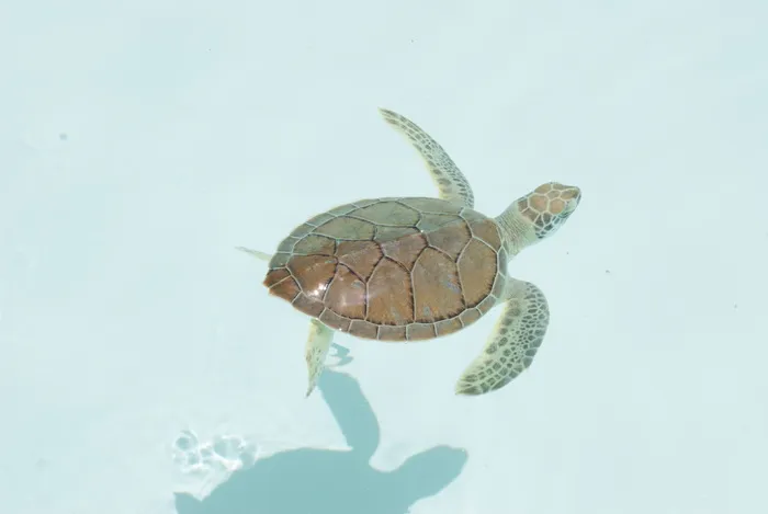 海龟, xcaret, 加勒比海, 动物, 爬行动物, 自然, 野生动物, 海