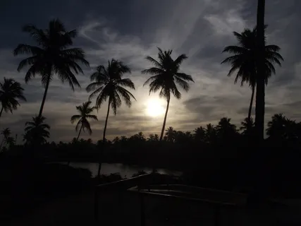 树的轮廓,轮廓,照片,椰子,树,太阳,海滩,棕榈树 树的轮廓,轮廓,照片,椰子,树,太阳,海滩,棕榈树