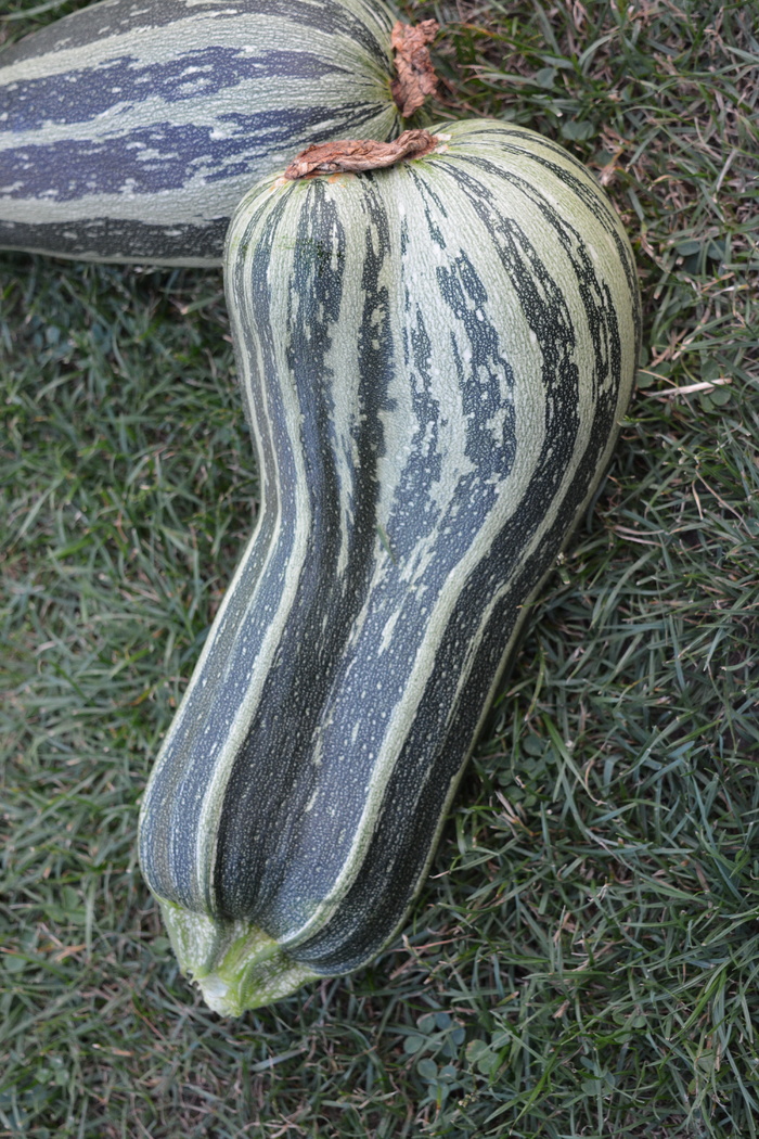 花园、蔬菜、西葫芦、植物、无人、草、高角度视野、田野
