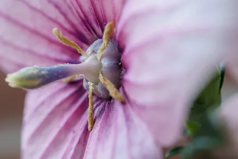 风铃花，开花，开花，自然，花园，室内装饰风铃花，夏天，植物