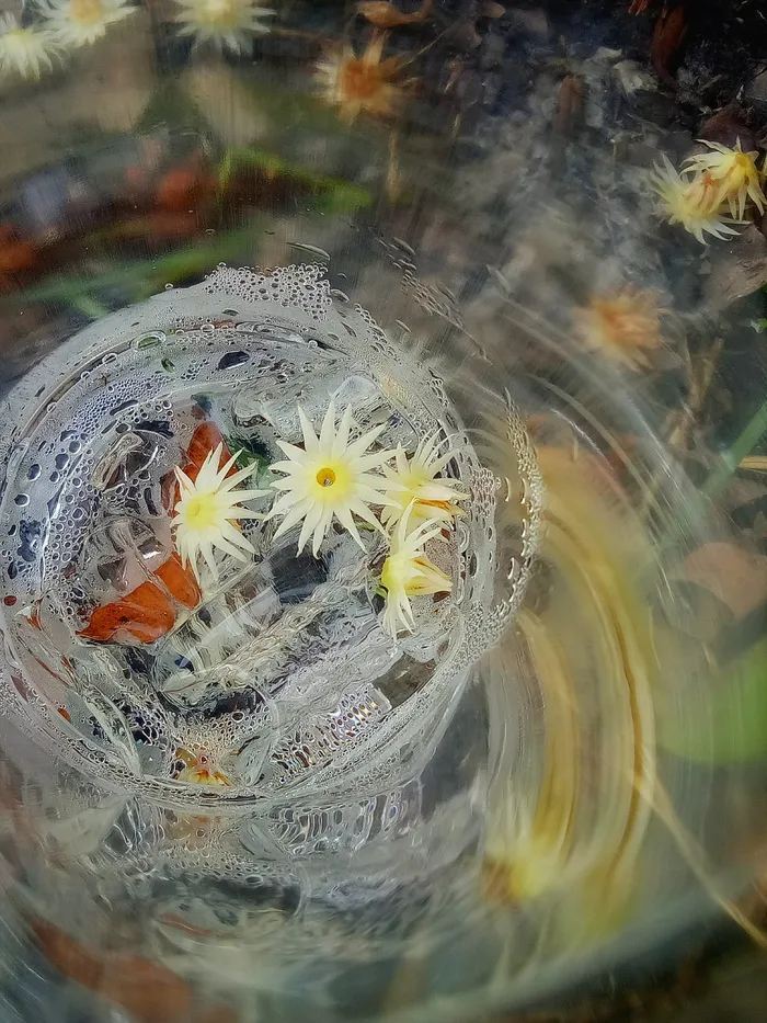 花，杯子，塑料，水，开花植物，花，新鲜度，脆弱性