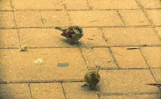 鸟，动物主题，鸟，动物，野生动物，野生动物，脊椎动物，没有人