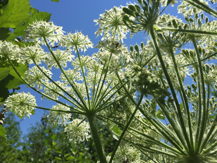 奶牛防风草，花，伞形科，花对天空，伞花，大提顿，国家公园，劳伦斯洛克菲勒保护区