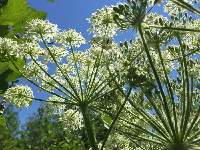 奶牛防风草，花，伞形科，花对天空，伞花，大提顿，国家公园，劳伦斯洛克菲勒保护区