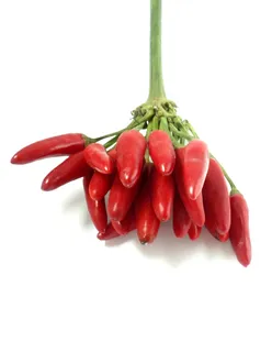 辣椒，红，辣，辣椒，食物，吃，辣椒，豆荚