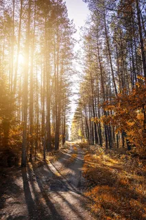 森林中一条小路的照片 森林中一条小路的照片