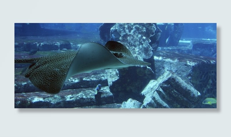 黄貂鱼, 身体, 水, 光线, 水下, 海底世界, meeresbewohner, 水族馆