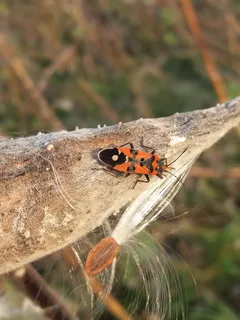 昆虫，动物，火灾，甲虫，无脊椎动物，昆虫，动物主题，野生动物