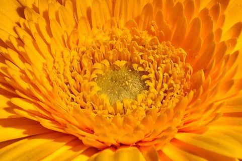 花,植物,花瓣,夏天,非洲菊,黄色,局部视图,特写 花,植物,花瓣,夏天,非洲菊,黄色,局部视图,特写