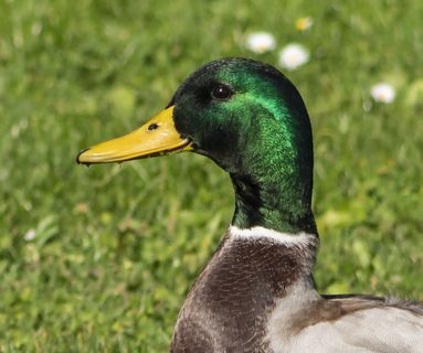 野鸭，鸭子，水，鸟，野鸟，大自然，野生世界，动物