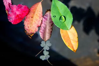 各种各样的叶子，涓涓细流，叶子，植物，叶子，抽象，绿色，露珠