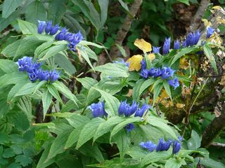 粉柳龙胆，龙胆，高山花，高山植物，龙胆，龙胆，深蓝色，钟形冠