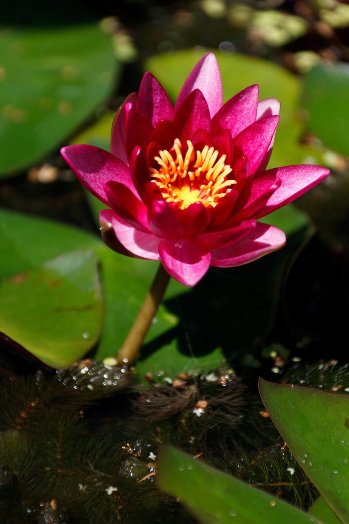 水生、开花、开花、植物、花卉、花卉、花园、湖泊