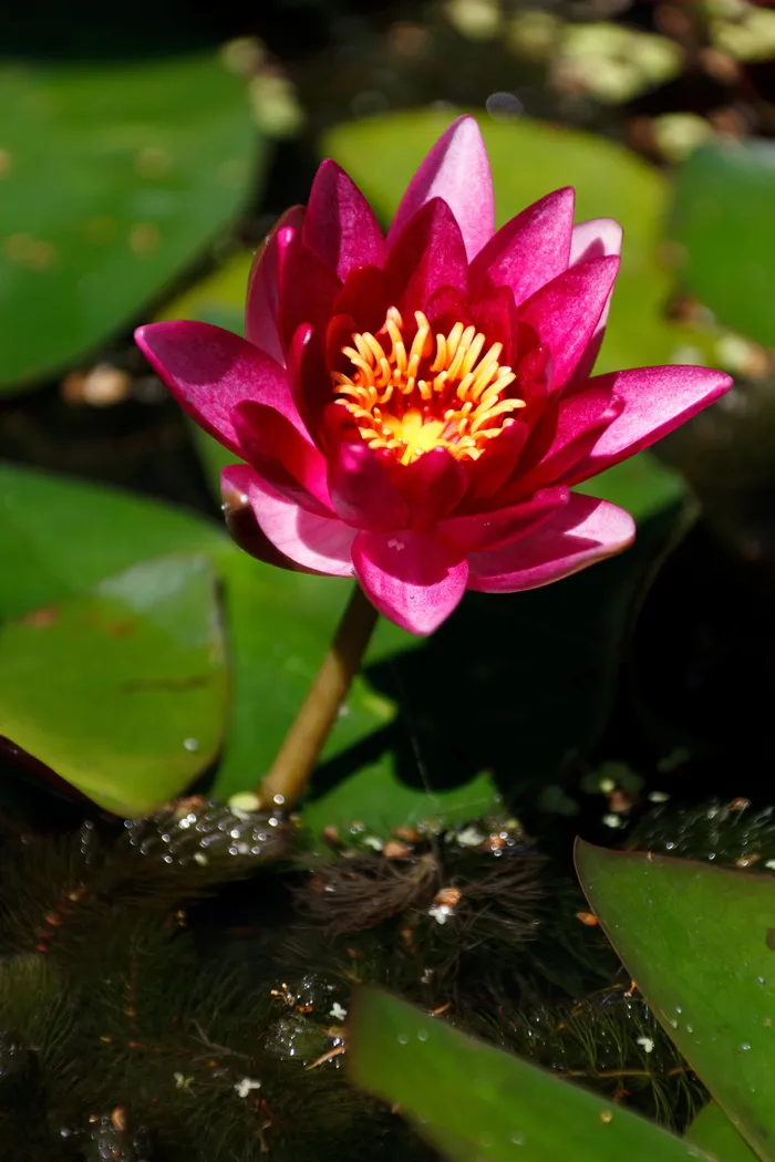 水生、开花、开花、植物、花卉、花卉、花园、湖泊