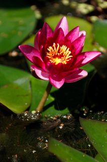 水生、开花、开花、植物、花卉、花卉、花园、湖泊