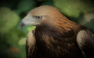 金鹰，鸟，wi，阿德勒，比尔，猛禽，羽毛