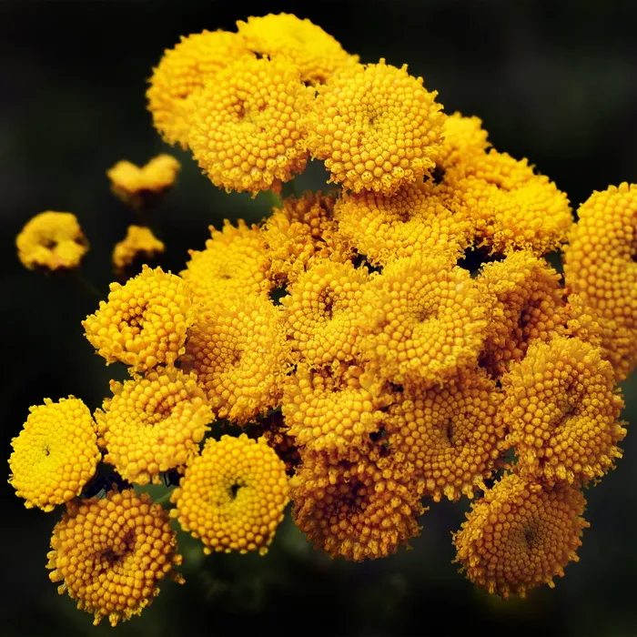 艾菊, 鲜花, heilpfanze, faerbepflanze, 管状花, 花篮, tanacetum vulgare, 蠕虫草药