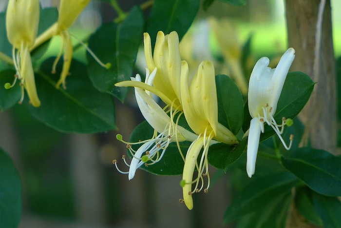 金银花藤蔓植物，花生长在后院花园的格子上。