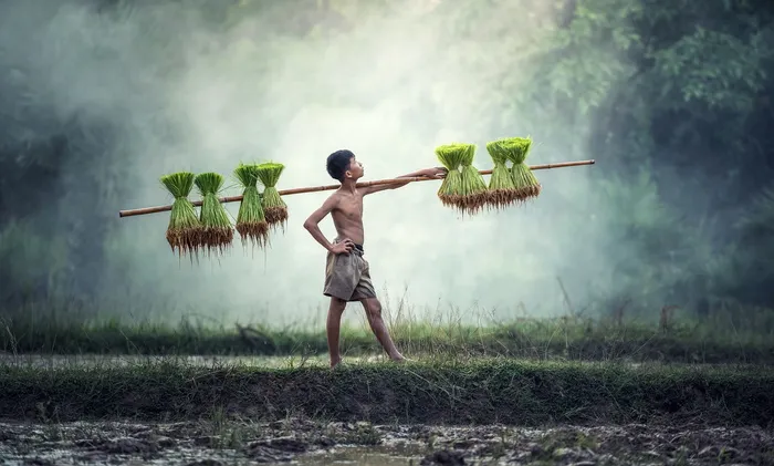man，holding，brown，stick，农业，亚洲，柬埔寨，国家