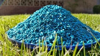 鼠药，老鼠，谷物，杀死，老鼠谷物，杀死老鼠，蓝色，草