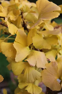 银杏, 黄色, 秋季, 植物, 银杏叶, 植物群, 扇叶树, marika 银杏, 黄色, 秋季, 植物, 银杏叶, 植物群, 扇叶树, marika