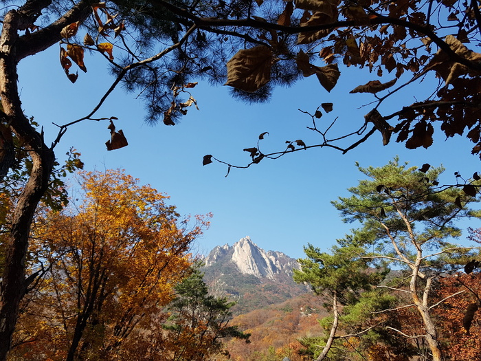 多邦，秋天也是后院，多邦山在背景下，树木、植物、自然之美、生长、低角度观看