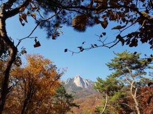 多邦，秋天也是后院，多邦山在背景下，树木、植物、自然之美、生长、低角度观看