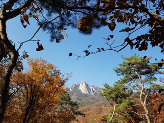 多邦，秋天也是后院，多邦山在背景下，树木、植物、自然之美、生长、低角度观看