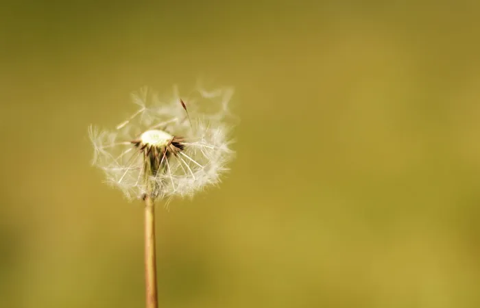 花朵、自然、花朵、白色、茎、花瓣、叶、宏