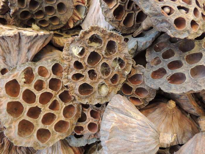 蜂巢, 空心, 纹理, 蜂巢, hornissennest, 蜂窝, 特写, 蜂巢