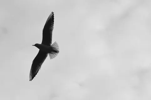 意大利,威尼斯大都会,海鸥,海鸥,翅膀,飞行,自然,喙 意大利,威尼斯大都会,海鸥,海鸥,翅膀,飞行,自然,喙