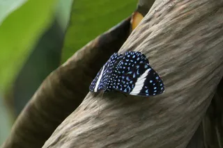 哥斯达黎加, Savegre, 多米尼克, bug, 蝴蝶, 饼干, 蓝色, 自然