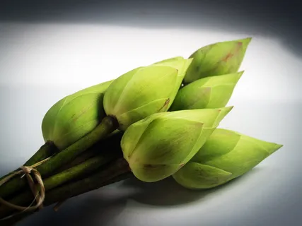 莲花,花,花,花园,水,概念,莲花,花,花园,池塘 莲花,花,花,花园,水,概念,莲花,花,花园,池塘