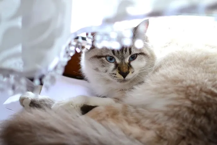 动物，猫，猫，波斯猫，纯种，胡须，可爱，皮毛