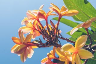 黄色鸡蛋花特写照片