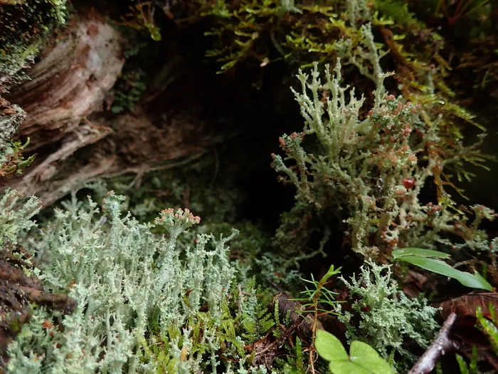 加拿大，advocate Harbor，森林，新斯科舍省，cape chignecto，地衣，植物，生长