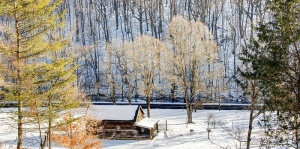 棕色，小屋，树林，有盖，雪，人，展示，房子