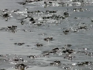 瓦特, 瓦登海, 北海, 石里克, 沙, 水, 光泽度, 闪光的