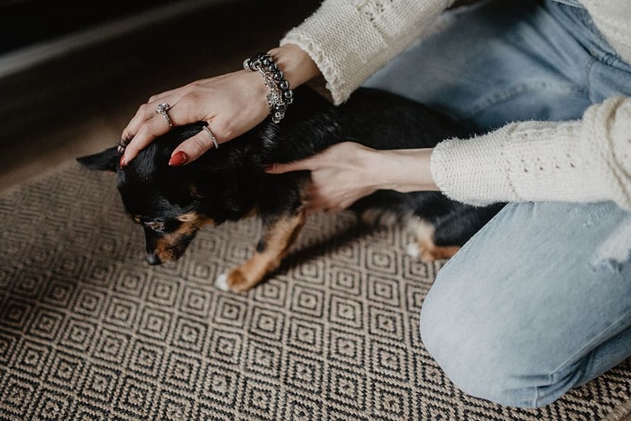 抚摸那只可爱的小狗