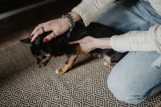 抚摸那只可爱的小狗