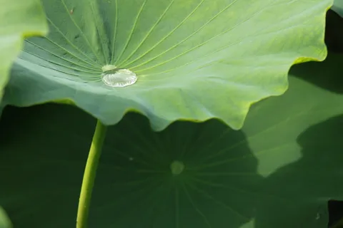 风筝,荷叶,自然,叶子,涓涓细流,池塘植物,莲花,抽象 风筝,荷叶,自然,叶子,涓涓细流,池塘植物,莲花,抽象