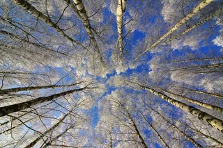 Березки в снегу, 低, 角度摄影, 高, 树, 蓝色, 天空, 白天