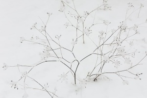 干树枝上的雪